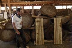 Bucked Myrtle Log